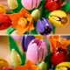 LEGO Botanicals 11501 Tulip Bouquet tulpju pušķis