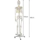 Cilvēka skeleta anatomiskais modelis 170 cm, uz statīva | Anatomical model of the human skeleton