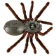Tālvadības tarantuls, RC pająk, brūns