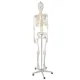Cilvēka skeleta anatomiskais modelis 170 cm, uz statīva | Anatomical model of the human skeleton