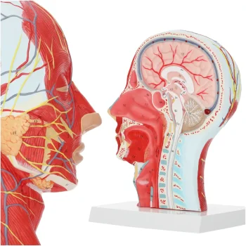 4FIZJO cilvēka galvas šķērsgriezuma anatomiskais modelis 1:1