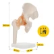 4Fizjo 1253 gūžas locītavas anatomiskais modelis ar saitēm, 1:1, balts