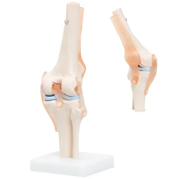 4Fizjo 1073 Ceļa locītavas anatomiskais modelis 1:1