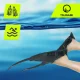 4Fizjo TSUNAMI L/XL (42-47) regulējamas peldēšanas pleznas, pelēkas