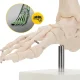 4Fizjo potītes locītavas un pēdas anatomiskais modelis 1:1, balts