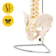 4Fizjo 1071 cilvēka mugurkaula un iegurņa anatomiskais modelis 1:1