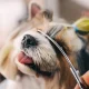 Kopšanas Komplekts Grumingam Matu Griešanas Šķēres Suņiem un Kaķiem + Aksesuāri | Grooming Kit Haircut Scissors...