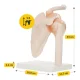 4Fizjo pleca locītavas anatomiskais modelis ar saitēm, 1:1 mērogs