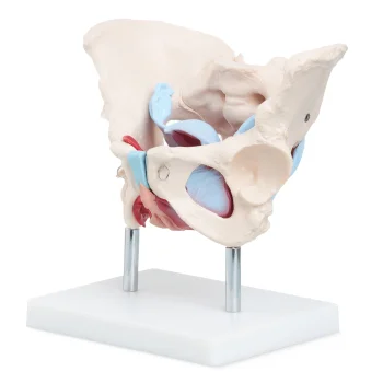 Sievietes iegurņa anatomiskais modelis 4FIZJO ar muskuļiem un orgāniem 1:1