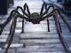 Milzu zirneklis tarantula Halloween dekorācija XXL, melns