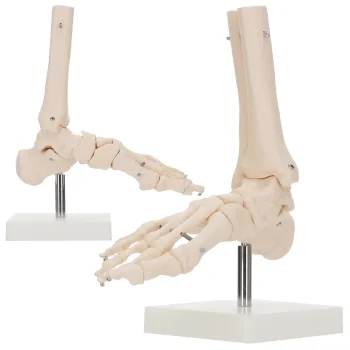 4Fizjo potītes locītavas un pēdas anatomiskais modelis 1:1, balts