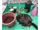 Liels Ziedu Stādu Pārstādīšanas Paklājs | Large Plant Flower Transplanting Mat