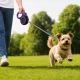 Automātiskā suņu pavada ar fiksatoru, 5 m (līdz 15 kg), violeta