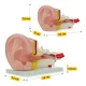 Auss šķērsgriezuma anatomiskais modelis 4FIZJO 3:1 mērogā