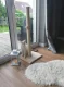 Kaķu nagu asināmais, sizala skrāpēšanas stabs, 100 cm - Bēšs/Pelēks | Cat Sisal Scratching Post