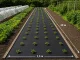 DIVODV Melnais agroplēves segums 50g/m², 1.5x30m, Pret nezālēm