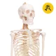 4Fizjo Cilvēka skeleta anatomiskais modelis 180 cm