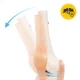 4Fizjo 1073 Ceļa locītavas anatomiskais modelis 1:1
