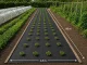 DIVODV Pretnezāļu Agroplēve 50g/m² 1.5m x 50m, Melna