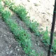 Augu atbalsta tīkls TENAX Flora 2 x 10 m, zaļš