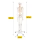 4Fizjo Cilvēka skeleta anatomiskais modelis 180 cm