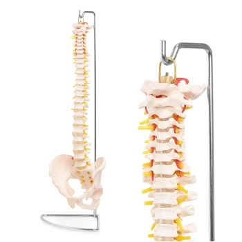 4Fizjo 1071 cilvēka mugurkaula un iegurņa anatomiskais modelis 1:1