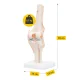 4FIZJO ceļa locītavas anatomiskais modelis 1:1 mērogā ar statīvu