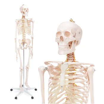 4Fizjo Cilvēka skeleta anatomiskais modelis 180 cm