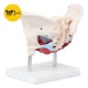 Sievietes iegurņa anatomiskais modelis 4FIZJO ar muskuļiem un orgāniem 1:1