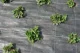 Agrotekstils PP 100 g/m² 2.1 x 25 m (52.5 m²), melns