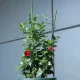 Gredzenveida balsts augiem un ziediem, 60 cm