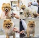 Kopšanas Komplekts Grumingam Matu Griešanas Šķēres Suņiem un Kaķiem + Aksesuāri | Grooming Kit Haircut Scissors...