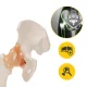 4Fizjo 1253 gūžas locītavas anatomiskais modelis ar saitēm, 1:1, balts