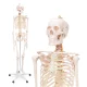 4Fizjo Cilvēka skeleta anatomiskais modelis 180 cm