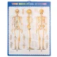 Cilvēka skeleta anatomiskais modelis 170 cm, uz statīva | Anatomical model of the human skeleton
