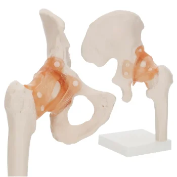 4Fizjo 1253 gūžas locītavas anatomiskais modelis ar saitēm, 1:1, balts