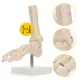 4Fizjo potītes locītavas un pēdas anatomiskais modelis 1:1, balts