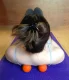 Masāžas Lakrosa Bumbiņa Jogas Fitnesa Bumba Terapija | Massage Therapy Trigger Point Yoga Lacrosse Roller Balls...