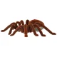 Tālvadības tarantuls, RC pająk, brūns