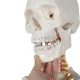 Cilvēka skeleta anatomiskais modelis 170 cm, uz statīva | Anatomical model of the human skeleton