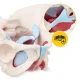 Sievietes iegurņa anatomiskais modelis 4FIZJO ar muskuļiem un orgāniem 1:1