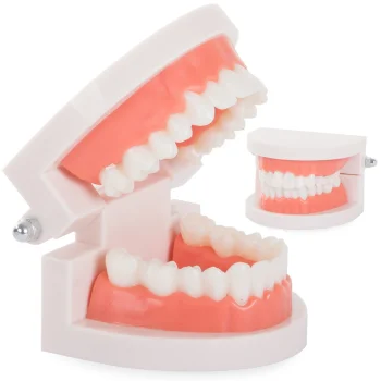Stomatoloģiskais žokļa un zobu modelis mācībām, 8x6.5x5.5cm