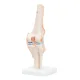 4Fizjo 1073 Ceļa locītavas anatomiskais modelis 1:1