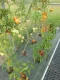 Agrotekstils PP 100 g/m² 2.1 x 25 m (52.5 m²), melns