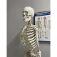 Cilvēka skeleta anatomiskais modelis 170 cm, uz statīva | Anatomical model of the human skeleton