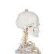 Cilvēka skeleta anatomiskais modelis 170 cm, uz statīva | Anatomical model of the human skeleton