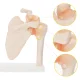 4Fizjo pleca locītavas anatomiskais modelis ar saitēm, 1:1 mērogs