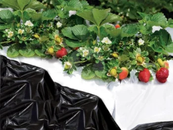 Melnbaltā mulčēšanas plēve augiem 1.40 x 10 m, 40 µm