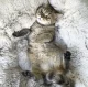 Apaļa dzīvnieku gultiņa, 50 cm, pelēka
