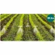 Plonos PL-601 18L akumulatora smidzinātājs ar ratiņiem, 12V 8Ah